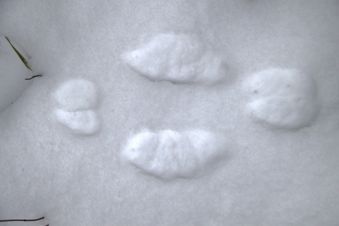  The pads of a snowshoe hares feet leave clear impressions in the snow. Two small pads are close together at the top. Two larger pads are wide apart in the middle. Two smaller pads are together at the back.