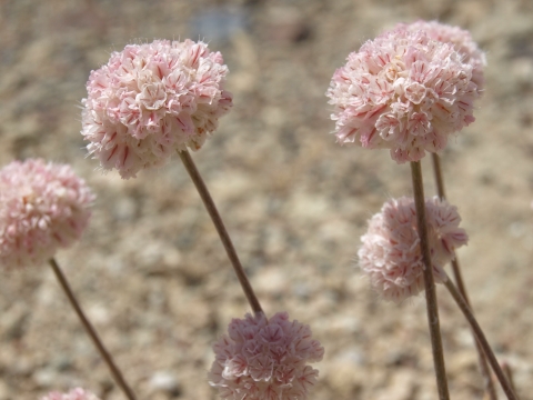 steamboat buckwheat flowers look like light pink pompoms on leafless stems