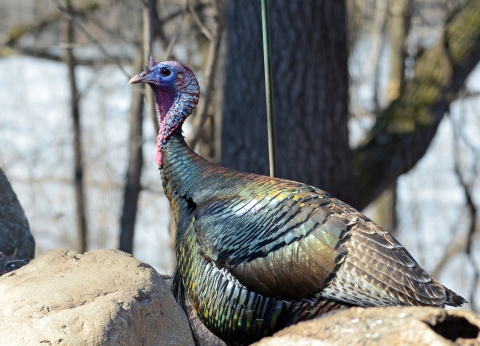 The feathers of a wild turkey (big brown ground bird) look iridescent in sunlight.