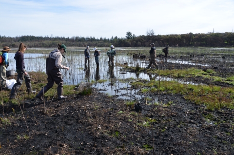 Several people wearing waders walk along a burned marsh shoreline. Some green plants have begun to grow.