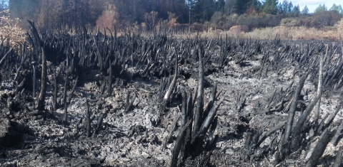 Stumps of burned cattail stalks stick out of blackened marsh soil. 