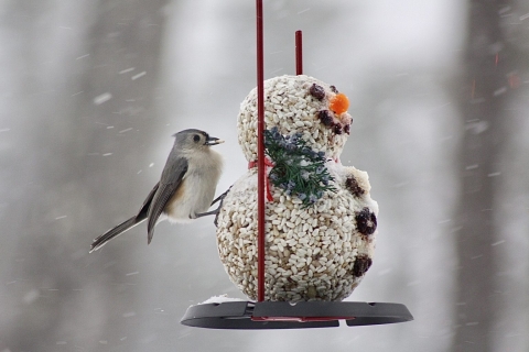 Small gray and white bird at a bird feeder shaped into a snowman