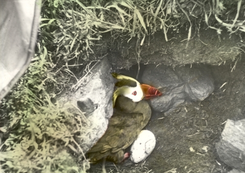 A hand-colored historical image of a Tufted Puffin on an egg
