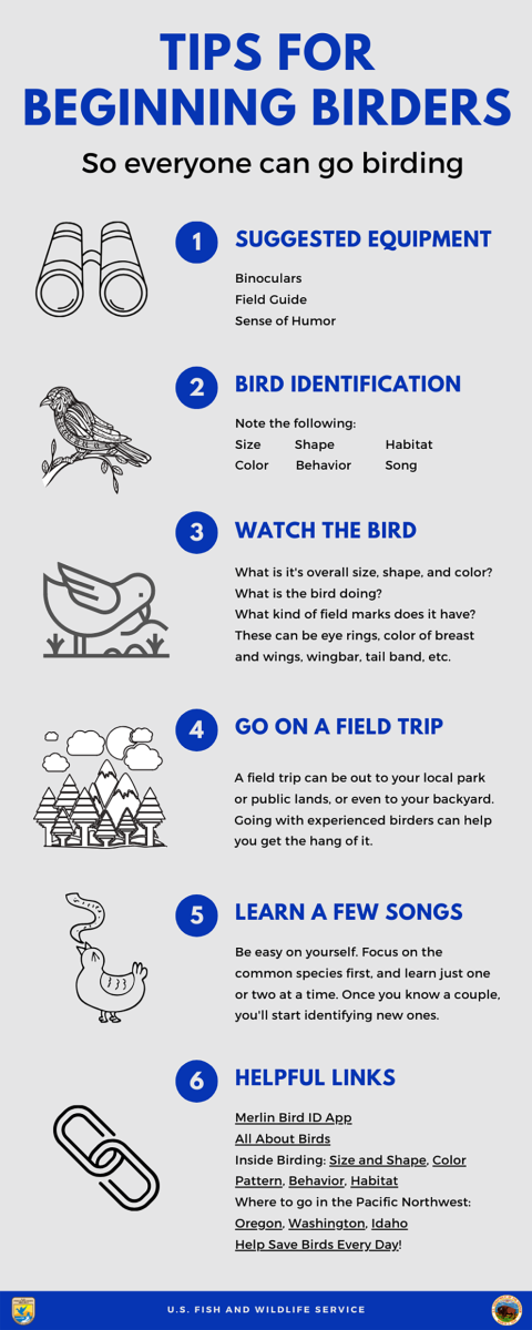 Tips for Beginning Birders