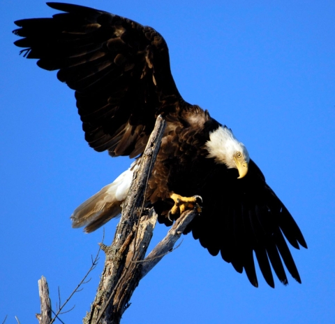 bald eagle