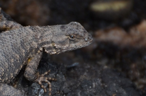 A closeup of a lizard on charred wood.