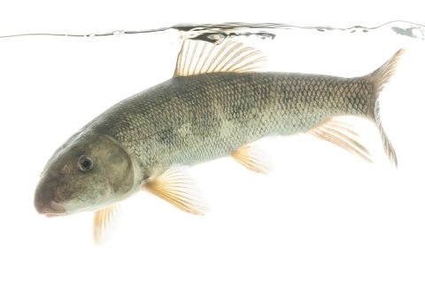 A fish floats against a white background. 