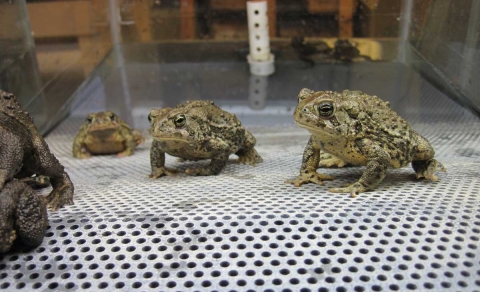 A half dozen green toads with warts and dark spots