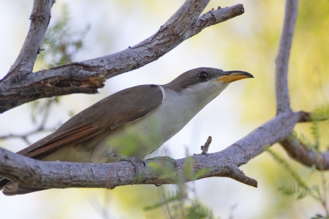 A western yellow-billed cuckoo sits in a tree
