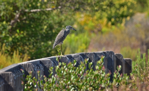 brown bird with long yellow legs sits on wooden fence