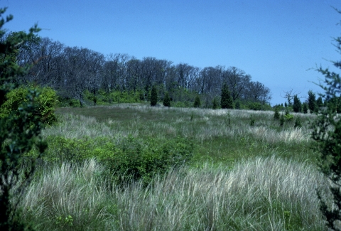 An open grassland ringed by red cedars