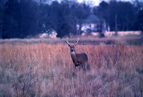 A large antlered buck stands in a field of marsh grass