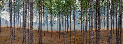 Prescribed burn in a pine forest