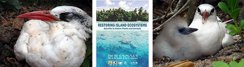 Three images from left to right,: large white bird with ants on it, cover page of the "restoring island ecosystems" brochure, and white bird with chick. 