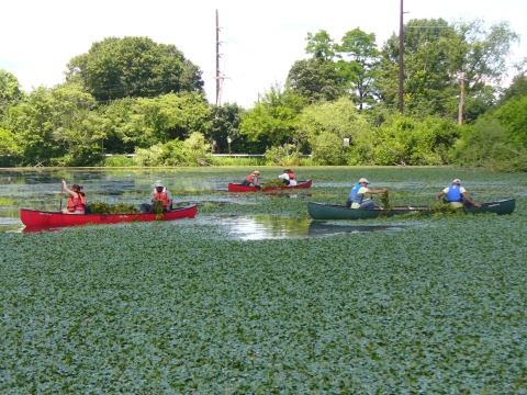 Volunteers hand pull invasive water chestnut from Mill Pond