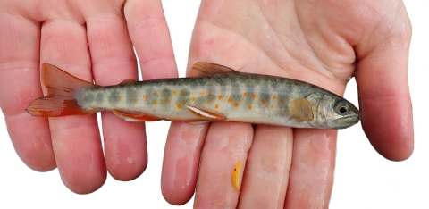a small barred fish in someone's hand