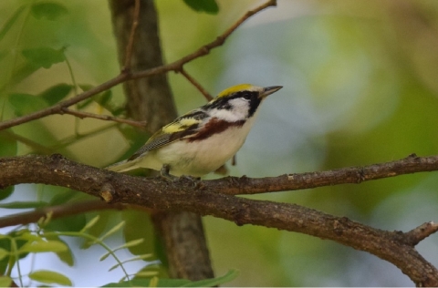 Picture of a male chestnut-sided warbler