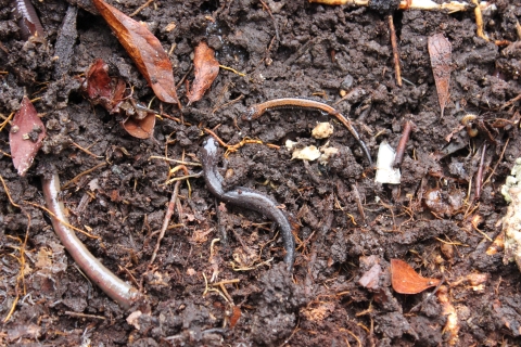 two salamanders and a worm in the mud