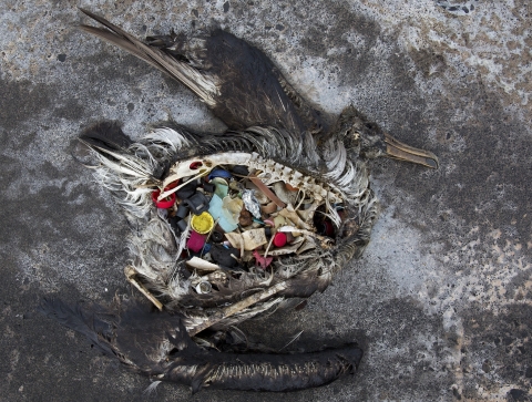 dead bird filled with plastic pieces