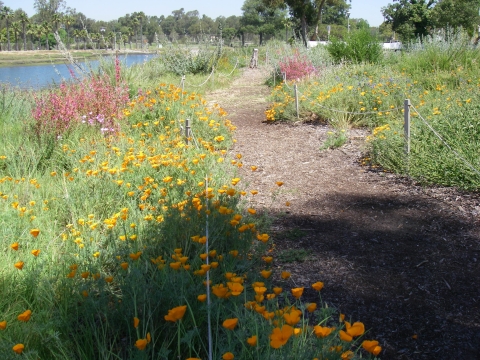 Photo of dirt path lined by roped fence in a field of orange and red flowers.
