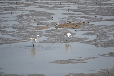 Photo of two white birds in shallow water