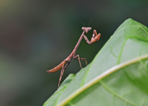 A small mantis on a leaf