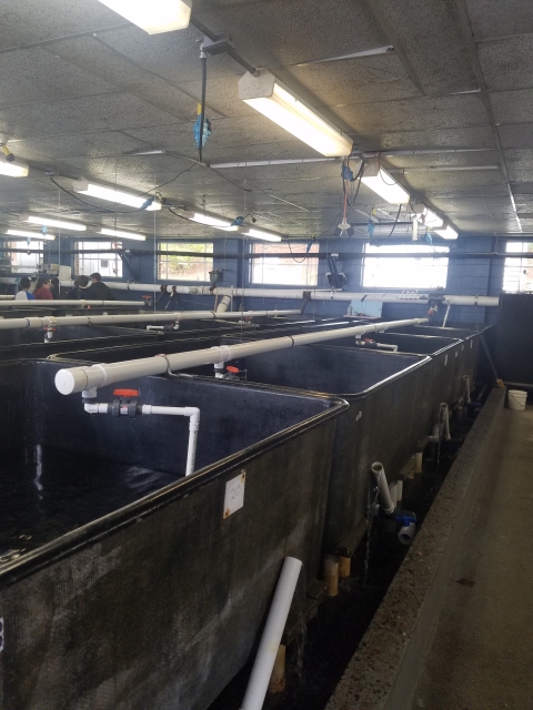 A row of 4 square tanks with external drain pipes