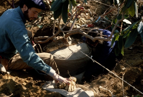 A man prepares the root ball of a rhododendron for removal