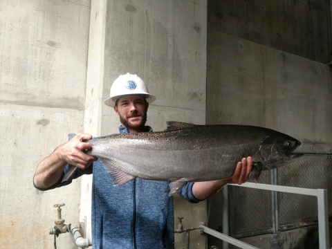 A man in hardhat standing in front of a concrete wall holds up a very large spring Chinook salmon.