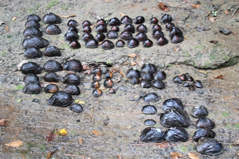 Image of a freshwater mussel assortment collected from Lake Fork Creek