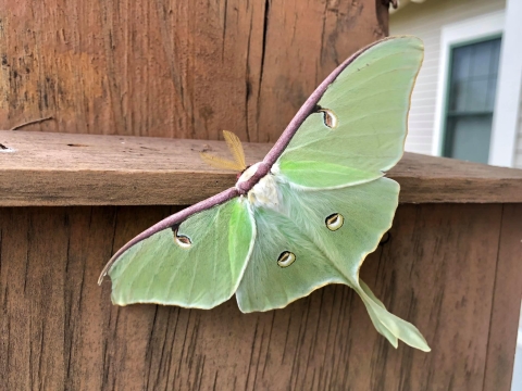 a large green moth with outstretched wings resting on a fence