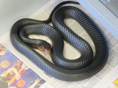 Eastern Indigo Snake