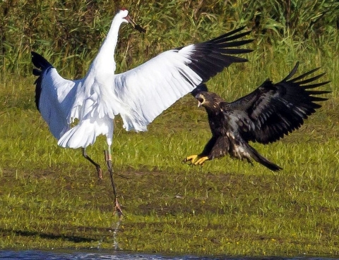 A large white bird and a smaller black bird, both with their wings spread wide, confront each other in the air over a wetland