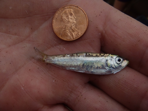 Picture of a young alewife herring and a penny to indicate size