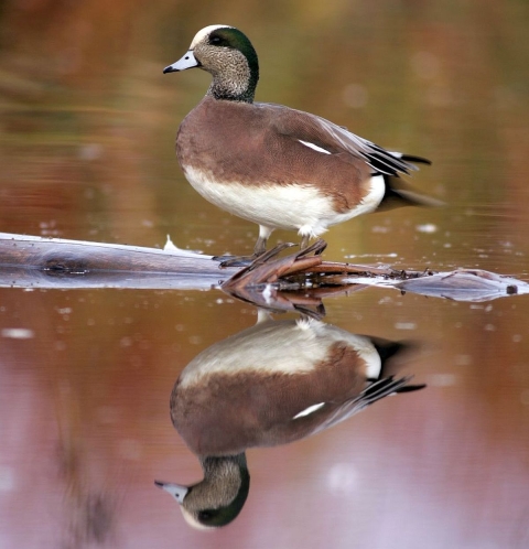A plump brown-white-and-black bird standing in calm shallow water with its reflection showing in the water