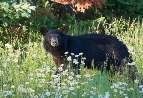A black bear with a bit of dried mud around its nose standing in a field of green grasses and white flowers looking straight at the camera