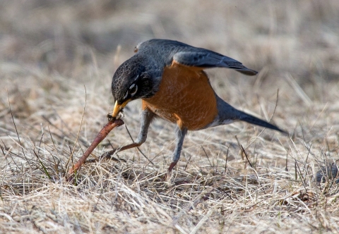 A small orange-breasted black bird using its yellow beak to pull a worm from the ground