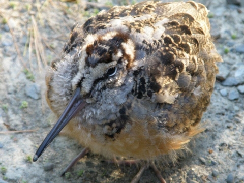 Picture of an American Woodcock
