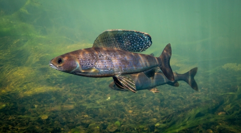 A gray fish with a large and fabulous blue and white speckled top fin swims above a rocky river bed.