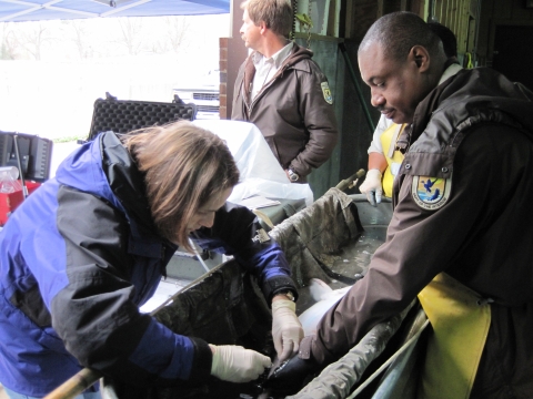 Two people hold a fish in the water and use ultrasound to examine the fish. 