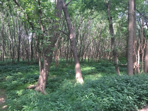 A forest with lush green vegetation.