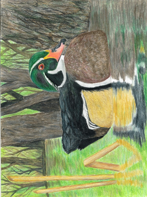 A student draw wood duck swimming in a wetland with colored pencil by Gabriel Weighner 