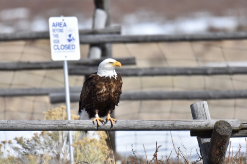 Bald Eagle Roosting On Fence 