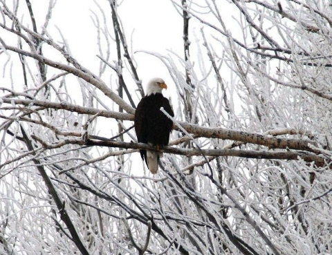A lone bird with dark brown body, white head and hooked yellow beak perched on a tree branch surrounded by snow-covered branches