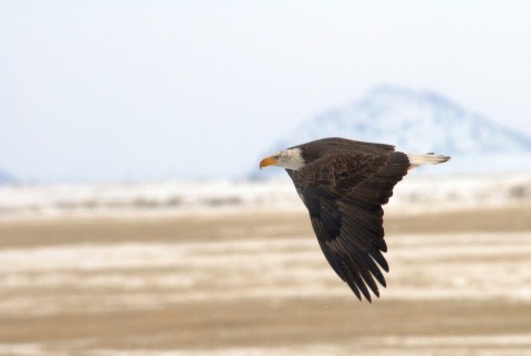 A large bird with a white head, dark brown body and hooked yellow beak soaring across a winter landscape with its wings downward