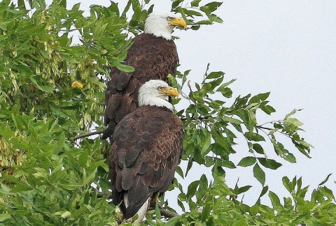 Two large birds with brown-black bodies, white heads and hooked yellow beaks perched next to each other on leafy branches