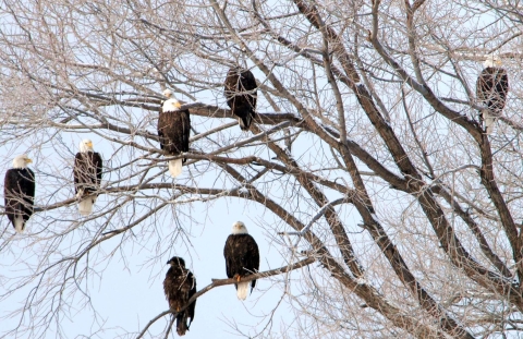 Eight bald eagles in one leafless tree in winter