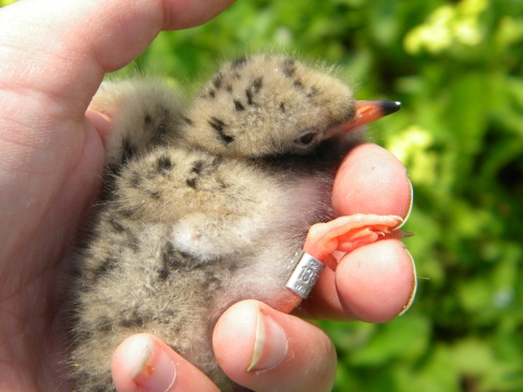 an image of a banded tern chick