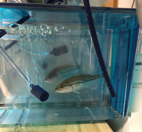 Bass in an aquatic habitat 