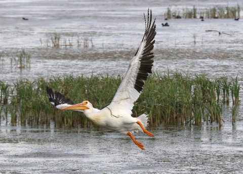 A large white bird black edges on its wing and an orange bill and legs takes off from marsh water